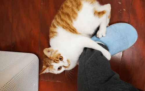 为什么抱着猫咪就不动了怎么回事