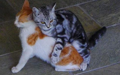 母猫闹猫分几个阶段