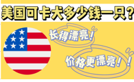 美国可卡犬多少钱一只?身价跟外貌一样漂亮