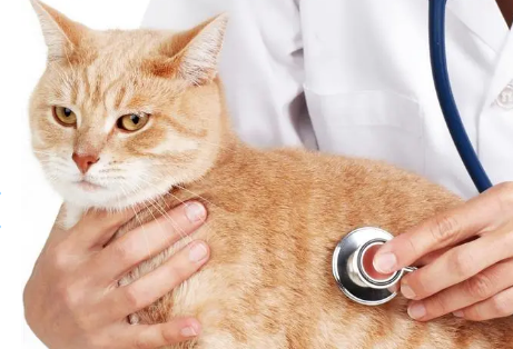 猫咪心跳快,呼吸腹部起伏大