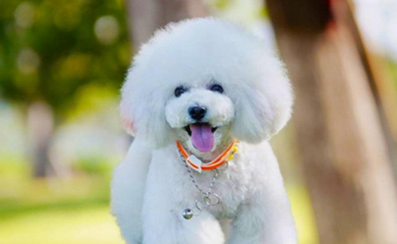 宠物狗十大名犬排行榜前十名 宠物狗十大名犬排行榜前十名