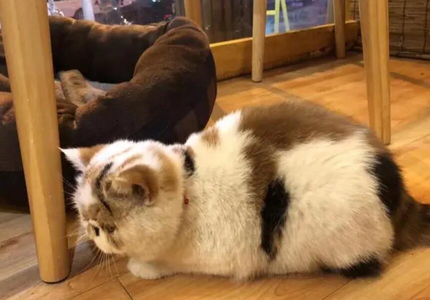 猫咪养在店里怎么防止丢失呢 猫咪养在店里怎么防止丢失呢