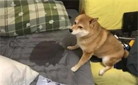 为什么不让狗狗尿床呢