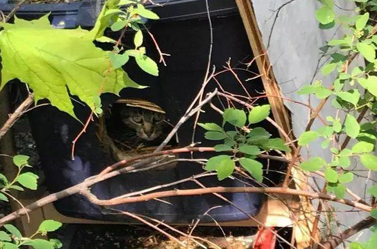 跟猫走到路边的盒子前，里面竟装着五只没有满月的小猫