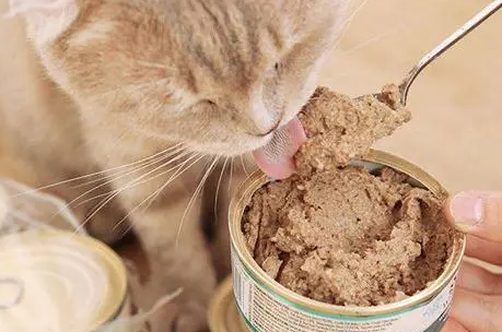 猫一周吃几次主食罐头