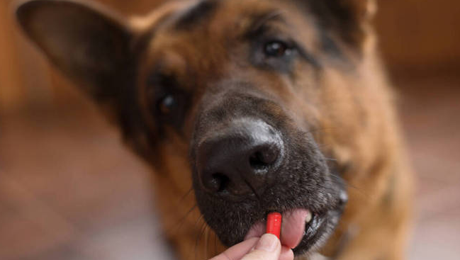 狗狗配了一次可以吃避孕药吗