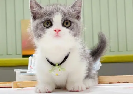 矮脚猫品种叫什么