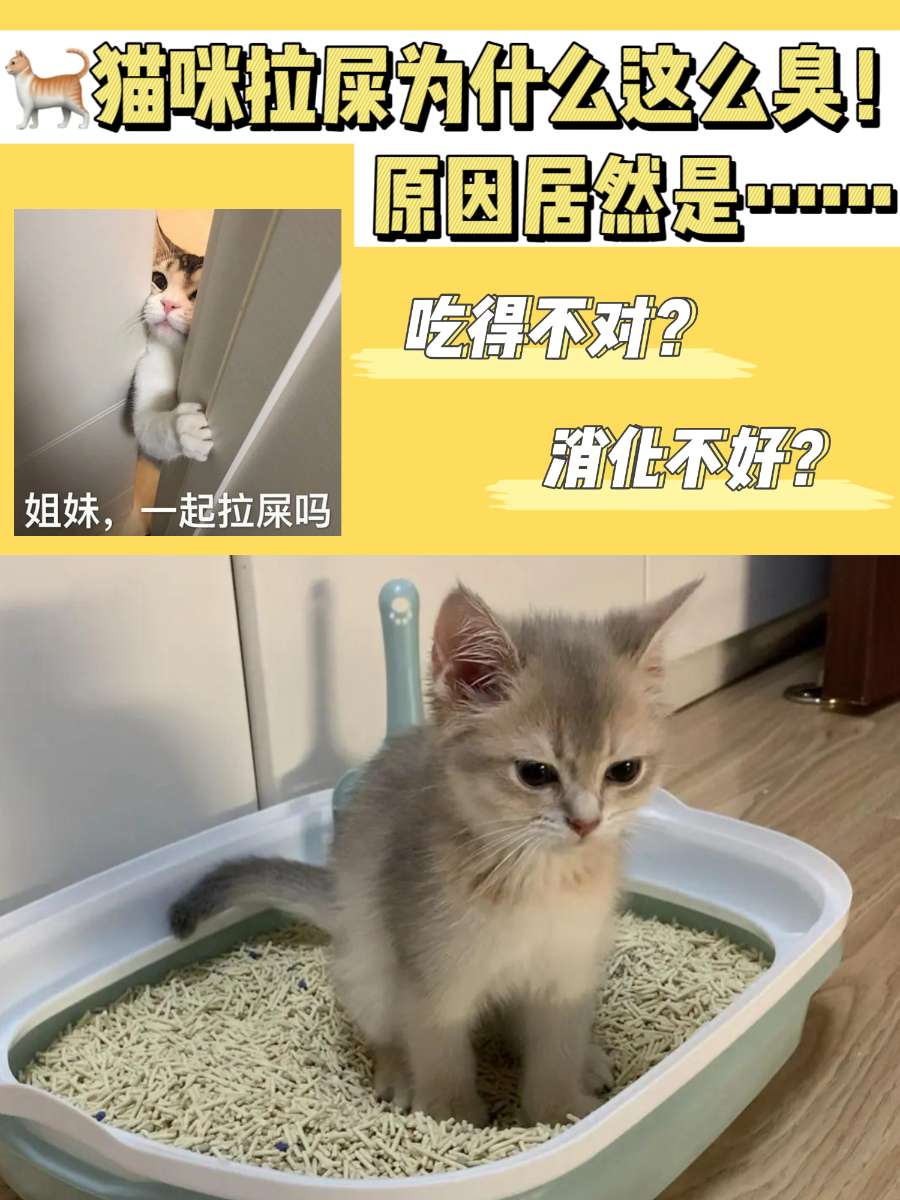 猫咪拉屎为什么这么臭？原因居然是……
