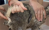 猫咪需不需要挤肛门腺