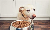 为什么不能随便给狗狗喂食呢