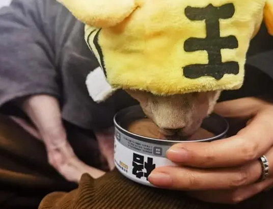 专业做罐头格吾安,猫咪身边的营养专家 专业做罐头格吾安,猫咪身边的营养专家