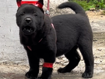 五黑犬哪里才是正宗