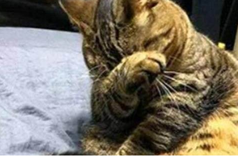 家里的猫求爱被拒,整个猫都不好了,主人:一胖毁所有,自作自受 家里的猫求爱被拒,整个猫都不好了,主人:一胖毁所有,自作自受