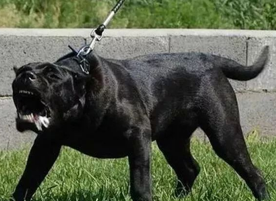 被公安部禁养的48种大型犬