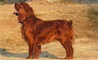 田野小猎犬随行怎么训练？主人须知。
