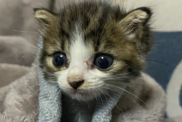 一个月小猫大概要喝多少奶？怎么喂才能养活？