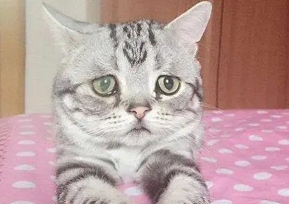 猫咪为什么表情可怜兮兮的
