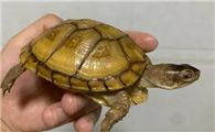 三趾箱龟是保护动物吗