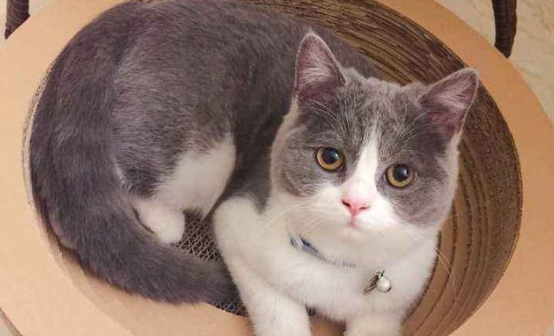 小猫被打死前的征兆 小猫被打死前的征兆