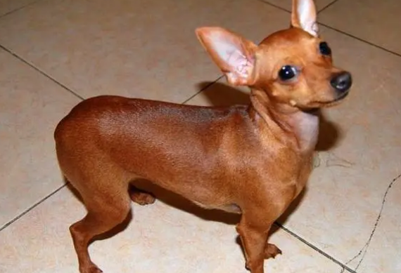 小鹿犬夏天不吃东西怎么办？主人该怎么办？