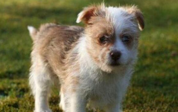 葡萄牙波登可犬怎么刷牙?葡萄牙波登可犬牙齿护理方法? 葡萄牙波登可犬怎么刷牙?葡萄牙波登可犬牙齿护理方法?