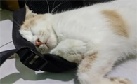 猫咪呼吸很急促,肚皮一抽一抽的