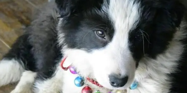 边牧消化不良怎么办 边境牧羊犬消化不良解决方法