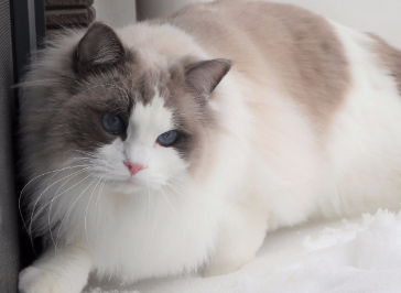 传统系布偶猫会爆毛吗 传统系布偶猫会爆毛吗