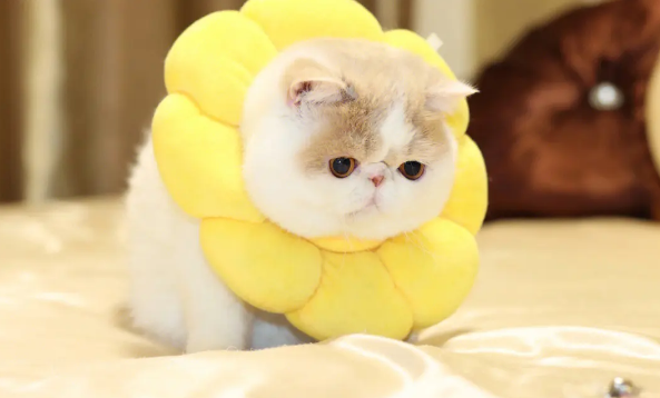 养加菲猫家里好臭 养加菲猫家里好臭