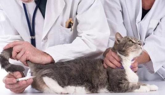 不想养猫了可以安乐死吗