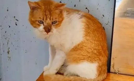 救助容易安置难,被伤害过的流浪猫,愿今后它能被世界温柔以待 救助容易安置难,被伤害过的流浪猫,愿今后它能被世界温柔以待