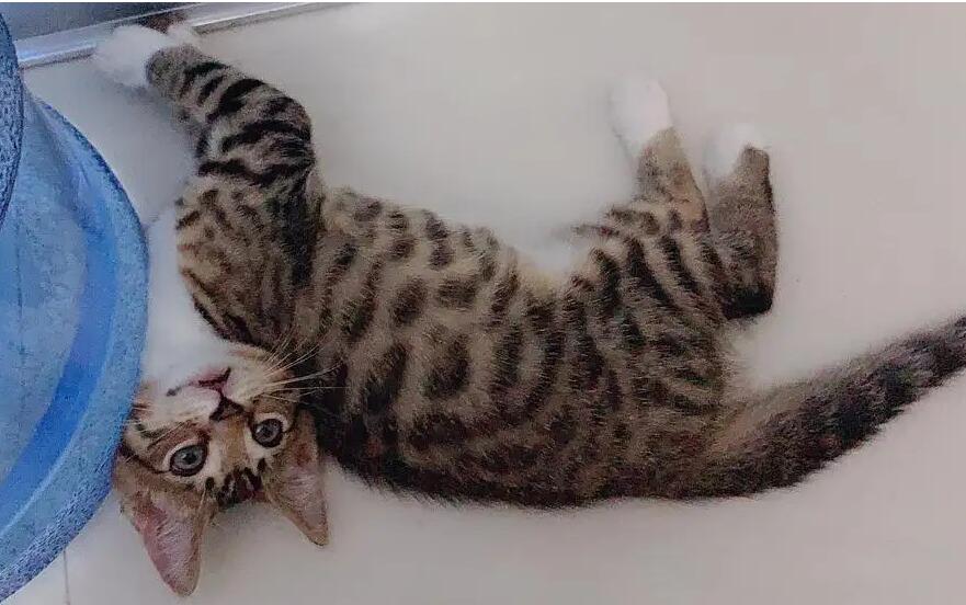 蓝猫和豹猫串串图片 蓝猫和豹猫串串图片