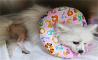博美犬髌骨脱位吃什么药效果好