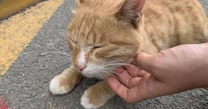 被流浪猫抓了出血了怎么办？看了你就知道