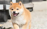柴犬是新号秋田犬？这里一看便知！