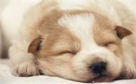 狗狗睡觉无意识大量排尿