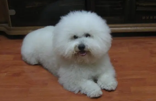 卷毛比熊犬如何训练？训练时要注意什么？
