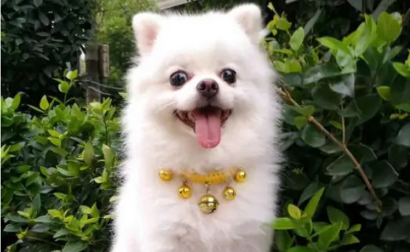 四个月的博美犬价格图片