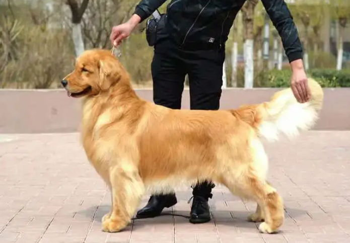 双血统金毛幼犬怎么卖掉呢
