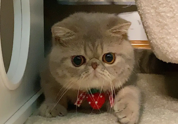 加菲猫为什么不喵喵叫 加菲猫为什么不喵喵叫
