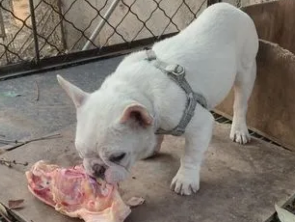 为什么狗吃肉会拉稀和吐