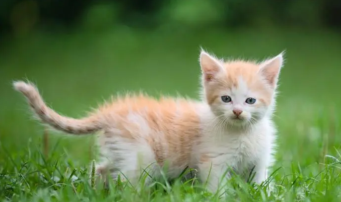 猫的尾巴可以拉扯吗