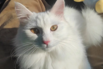 怎么判断是不是狮子猫
