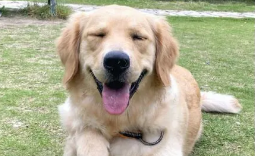哪里有金毛幼犬出售 哪里有金毛幼犬出售