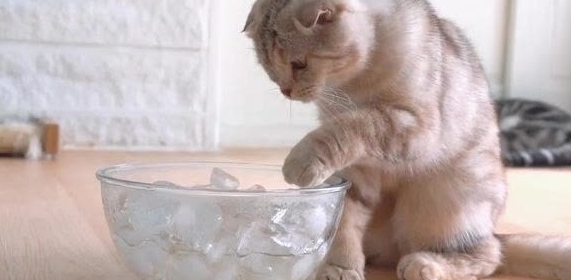 猫咪为什么要吃冰块儿呢