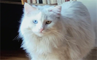 狮子猫是不是爱叫