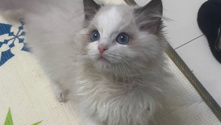 布偶猫拉稀吃什么药管用 布偶猫拉稀吃什么药管用