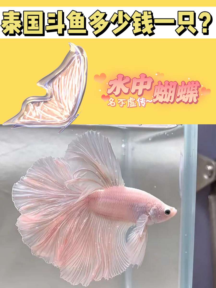 泰国斗鱼多少钱一只？水蝴蝶、仙女鱼yyds！