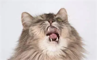猫咪感冒打喷嚏吃什么药能好
