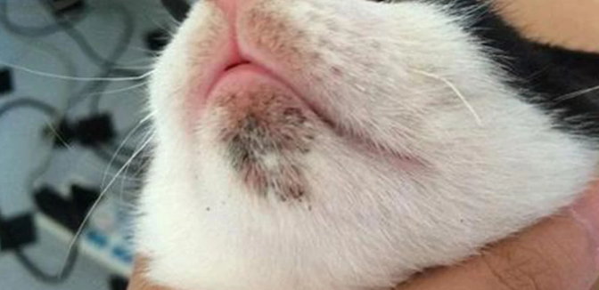 猫咪黑下巴毛囊炎用什么药好 猫咪黑下巴毛囊炎用什么药好